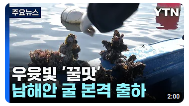 우윳빛 '꿀맛'...제철 맞은 남해안 굴 수확…